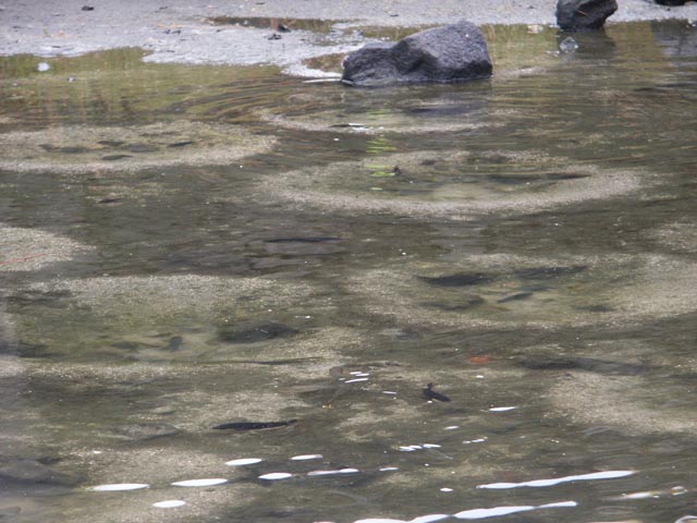 3746-old_hawaiian_fish_farming