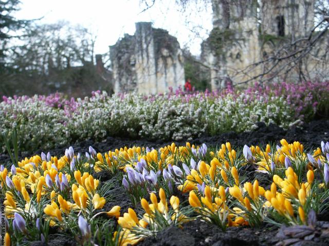 PICT5505-Crocuses_and_St_Marys_ruins